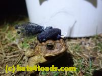 /home//u458753944/public_html/sourcegallery//Roxborough Toad Detour/2022/2022-03-07/P3070850.JPG